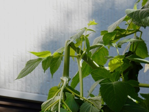 e0033229_14283634.jpg