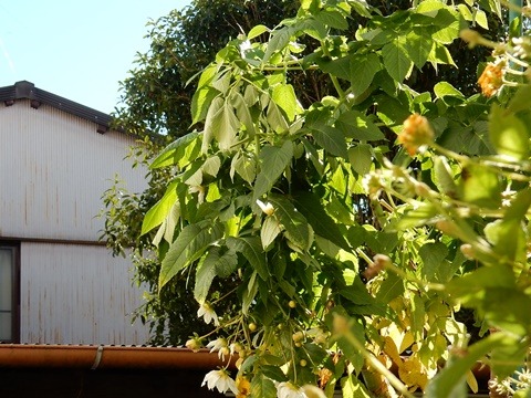 e0033229_14291445.jpg
