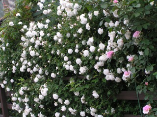 c0359445_06334229.jpg