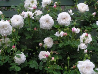 c0359445_06334340.jpg