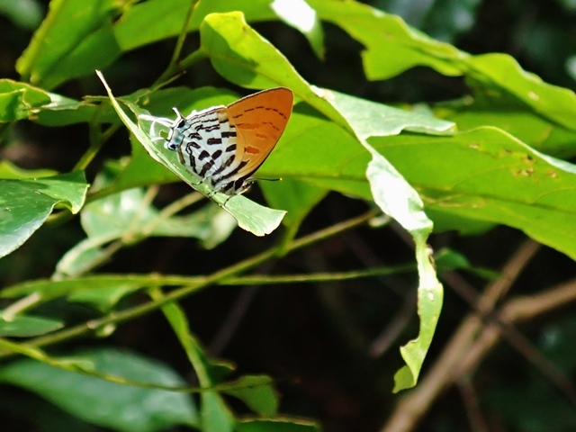 f0310988_15085433.jpg