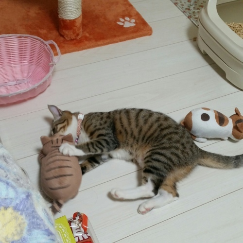 e0144012_18281126.jpeg
