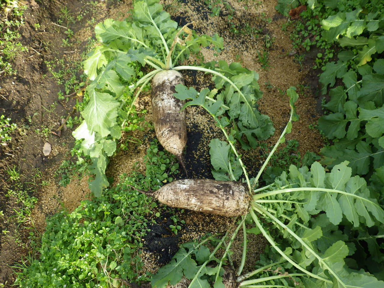 c0300035_15504470.jpg