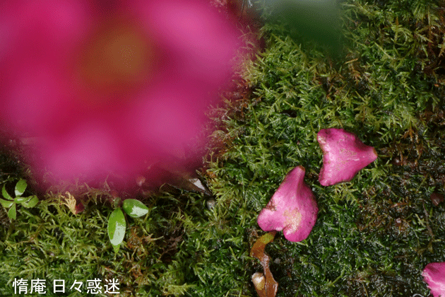 e0346064_19285063.gif