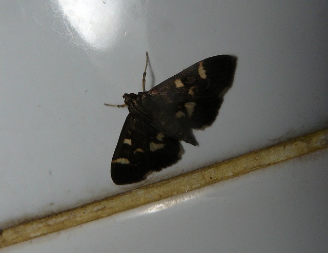 d0019074_8455539.jpg