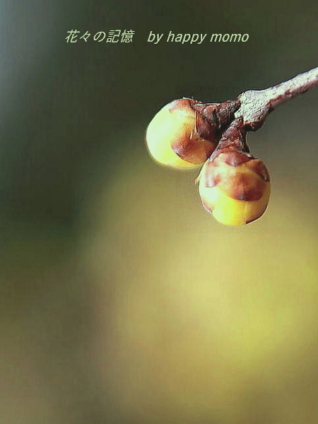 c0357781_13035105.jpg