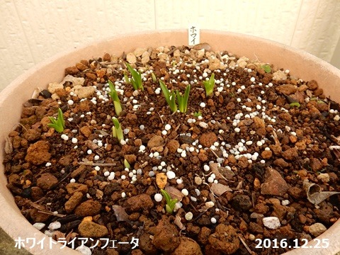e0033229_15135148.jpg