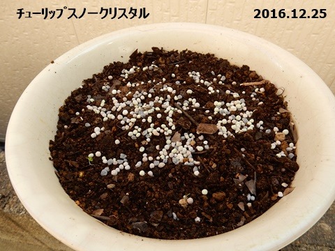 e0033229_1595575.jpg