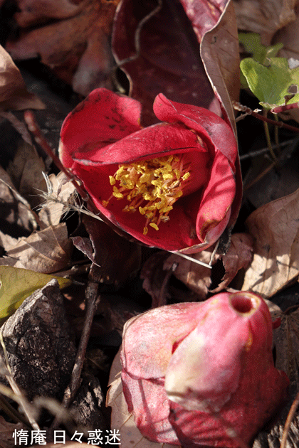 e0346064_16073578.gif