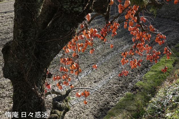 e0346064_16073752.gif