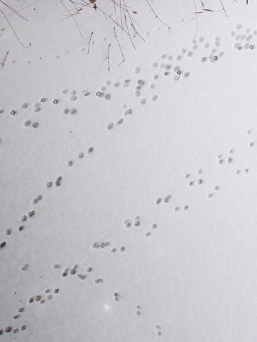 e0045768_22242117.jpg