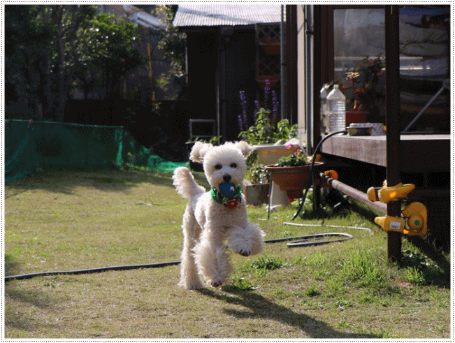 b0175688_23050943.gif