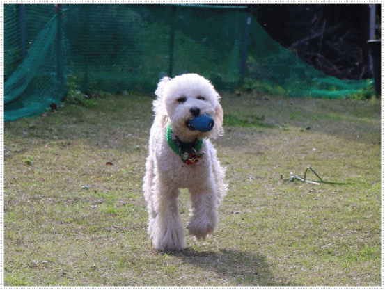b0175688_23054188.gif