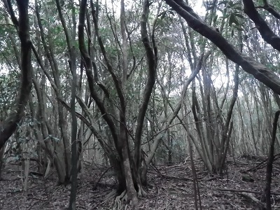 f0187402_190458.jpg