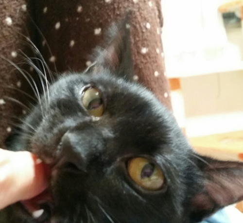 e0144012_16382174.jpeg