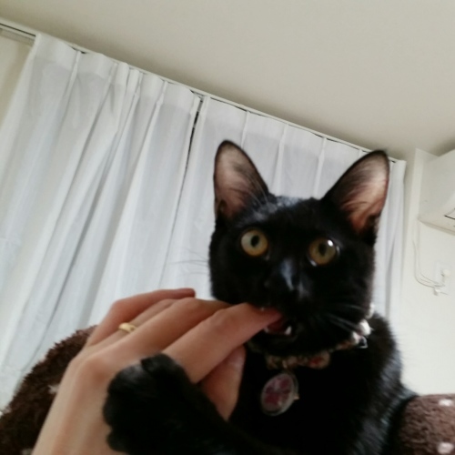e0144012_16404041.jpeg