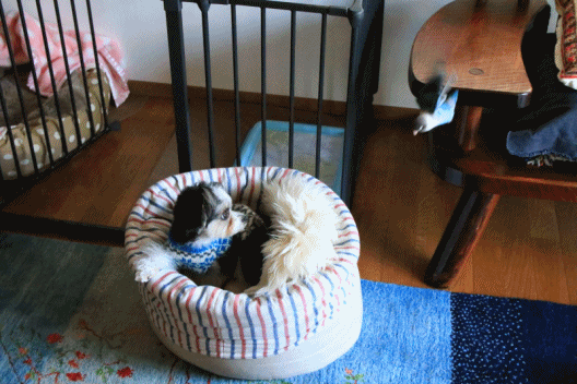 c0145250_10324011.gif