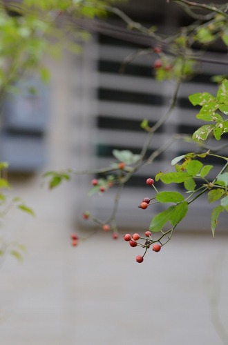 c0186463_204524.jpg