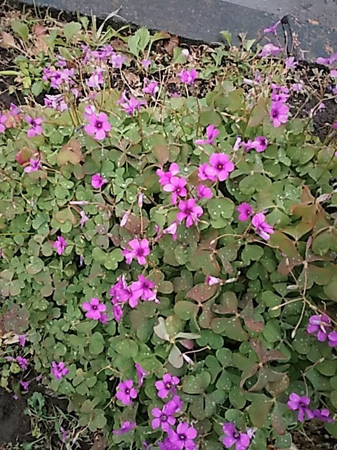 f0354923_22413011.jpg