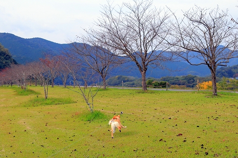 e0365036_16154201.jpg