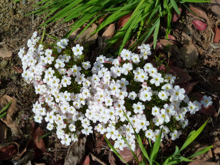 b0002549_11591621.jpg