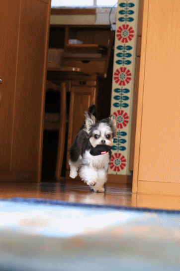 c0145250_09391714.gif