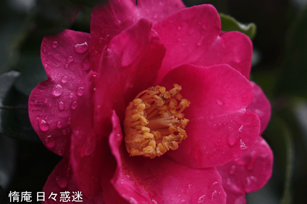 e0346064_19230706.gif