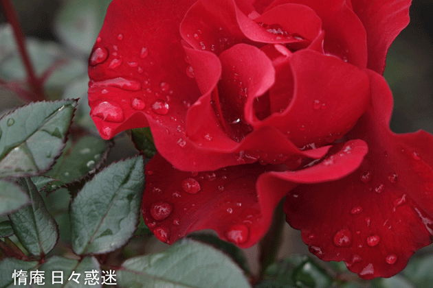 e0346064_19230777.gif