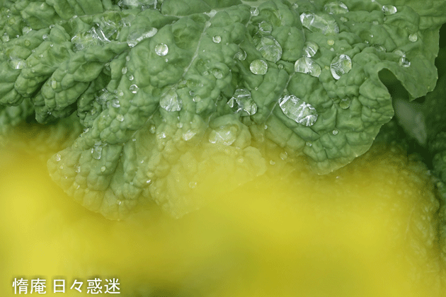 e0346064_19230849.gif