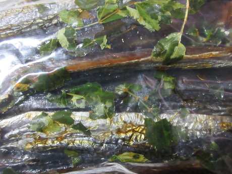 a0203003_20495945.jpg
