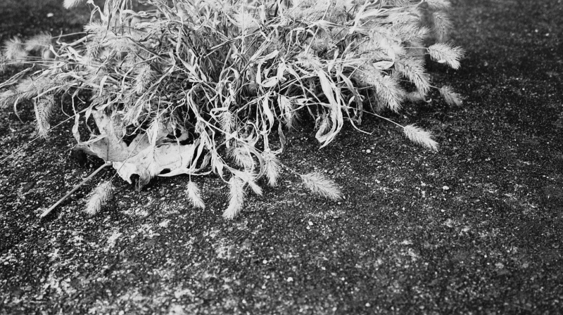 f0362503_05534561.jpeg