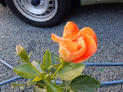 e0033229_1613115.jpg