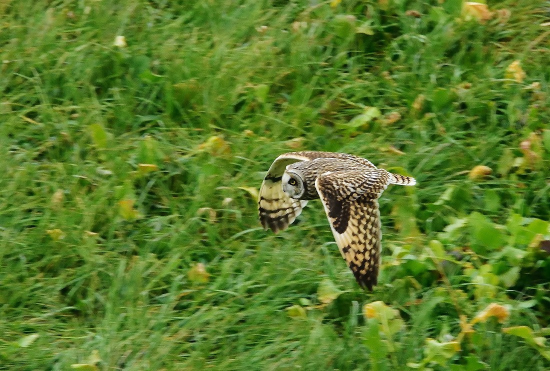 e0364435_13321541.jpg