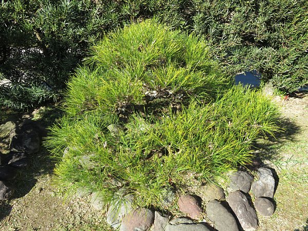 b0341140_1846291.jpg
