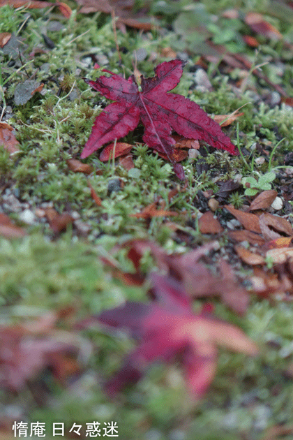 e0346064_16202915.gif