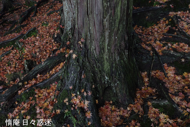 e0346064_16202991.gif