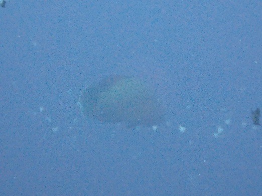 e0132965_9233030.jpg