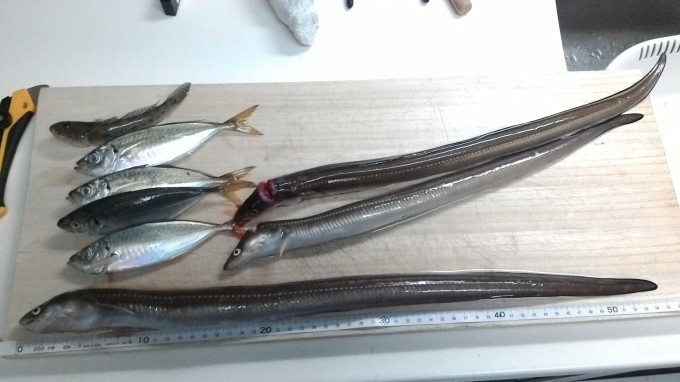 歌と眼鏡とフィッシャーマン 内房ちょい投げ トラウト日記