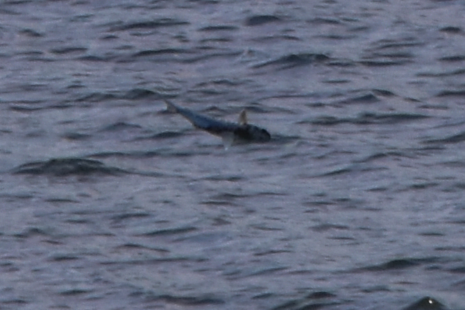 c0049299_22591110.jpg