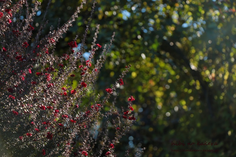 c0358500_23420590.jpg