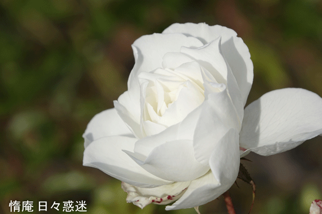 e0346064_17231420.gif