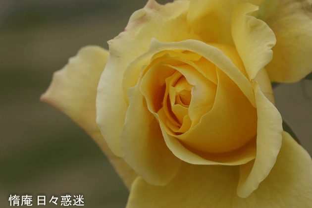 e0346064_17231486.gif