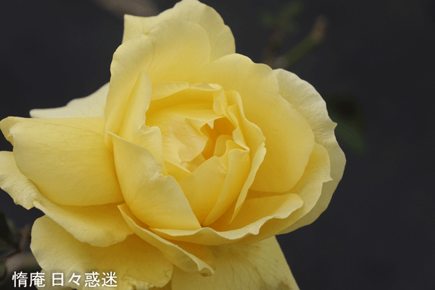 e0346064_17231535.gif