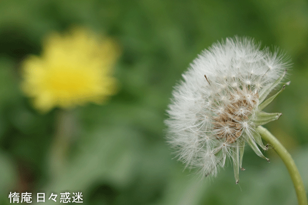 e0346064_17292156.gif