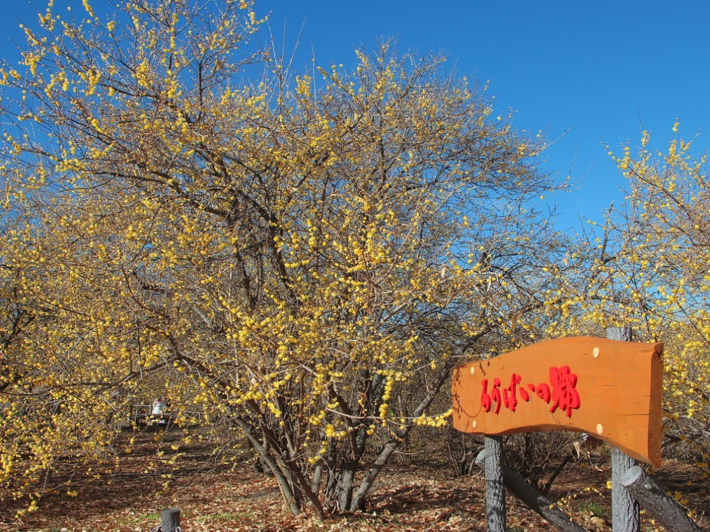 c0305565_17562346.jpg