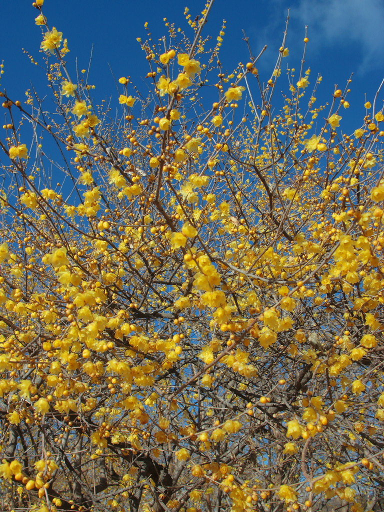 c0305565_17565190.jpg