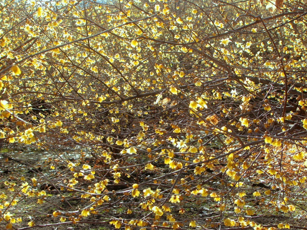 c0305565_17575363.jpg