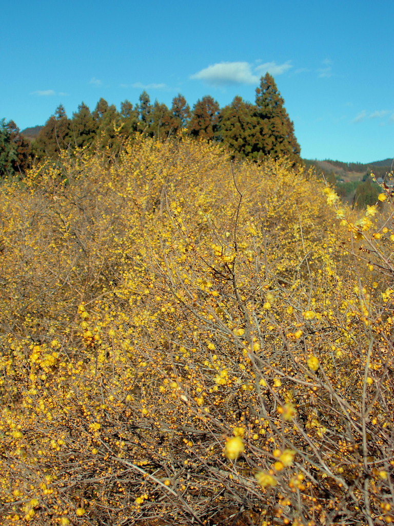 c0305565_17583525.jpg