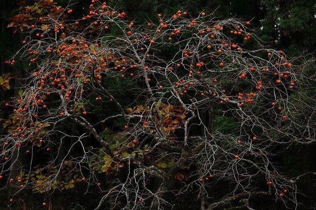 e0361216_17125489.jpg