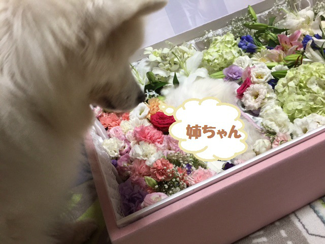 e0196135_20303623.jpg